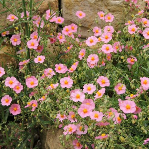 Posłonek ogrodowy Lawrenson`s Pink (C2)